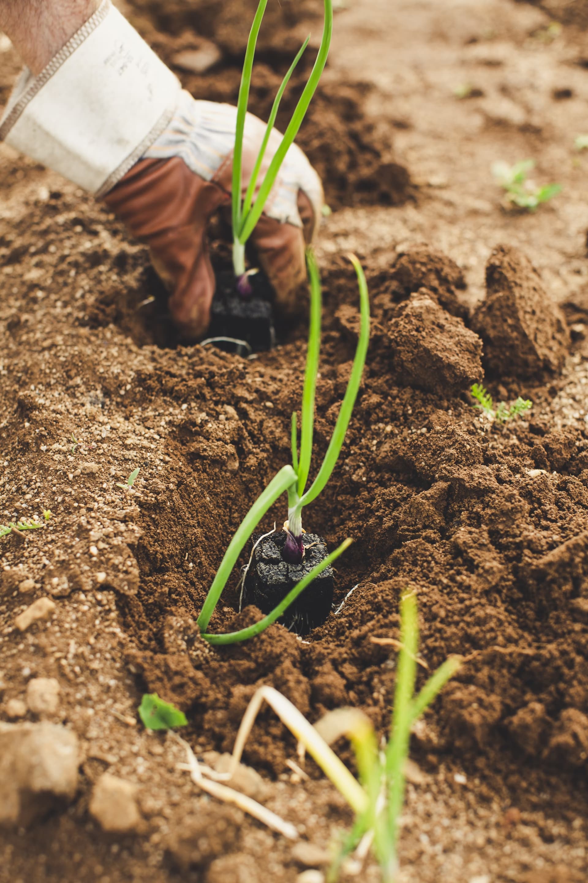Agricultor plantando en el campo